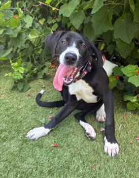 Loraine -  Labrador Retriever Dog for Adoption in Sedalia, Colorado - Loraine | PetCurious