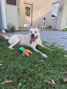Biggie -  Husky and American Bully Dog for Adoption in East Haven, Connecticut - Biggie | PetCurious