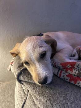 Zach -  Terrier Dog for Adoption in Colorado Springs, Colorado - Zach | PetCurious