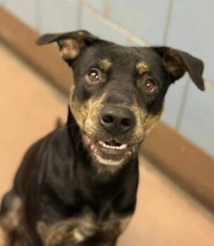 Rescue Rottweiler and German Shepherd Dog Dogs for Adoption in Chicago, Illinois - Pavel | PetCurious