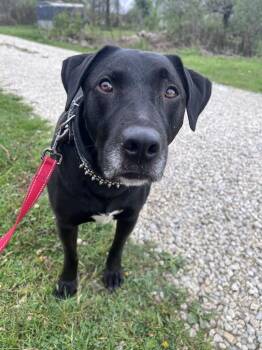 Black Labrador Retriever Dogs Available for Adoption in Medina, Ohio - MacKee-Not Accepting Applications Yet! | PetCurious