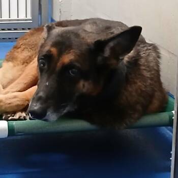 Ella -  German Shepherd Dog and None Dog for Adoption in Lakeland, Florida - Ella | PetCurious