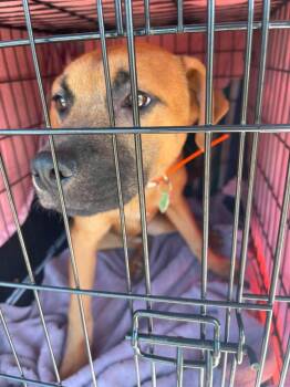 Paul -  Hound Dog Available for Adoption - Paul | PetCurious