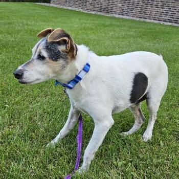 Rescue Rat Terrier and Jack Russell Terrier Dogs for Adoption in Brainerd, Minnesota - Haus | PetCurious
