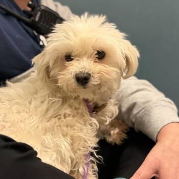 Wynter -  Havanese and Poodle Dog for Adoption in Sinking Spring, Pennsylvania - Wynter | PetCurious
