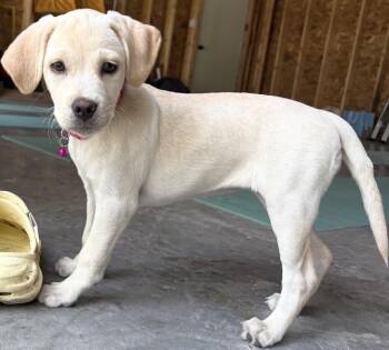 Betsy -  Labrador Retriever Dog for Adoption in Carmel Hamlet, New York - Betsy | PetCurious