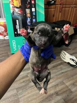 SNIKERS -  Mixed Breed Dog for Adoption in Dallas, Texas - SNIKERS | PetCurious