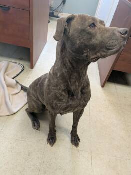 American Staffordshire Terrier Dogs Available for Adoption - Rumi | PetCurious