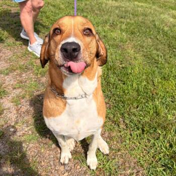 Sam -  Labrador Retriever and Akbash Dog for Adoption in Franklin, North Carolina - Sam | PetCurious