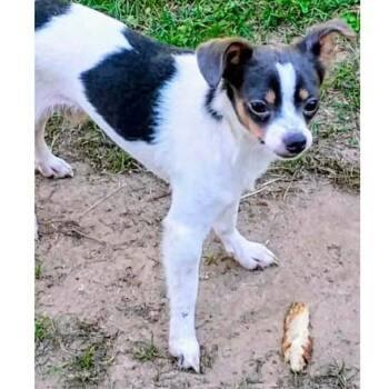 Bart -  Chihuahua Dog for Adoption - Bart | PetCurious