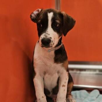 Uno -  Shepherd and Mixed Breed Dog for Adoption in Kansas City, Missouri - Uno | PetCurious