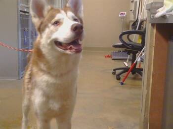 Siberian Husky Dogs Available for Adoption in Sacramento, California - THOR | PetCurious