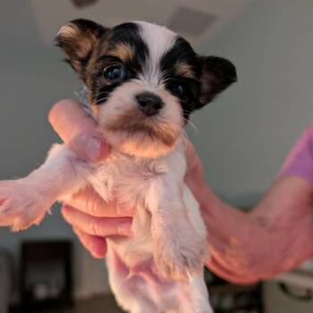 Bandit -  Shih Tzu Dog for Adoption in Hollister, Florida - Bandit | PetCurious