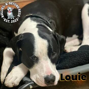 Staffordshire Bull Terrier and Great Dane Dogs Available for Adoption in Omaha, Nebraska - Louie | PetCurious