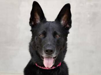 Beauty -  Mixed Breed Dog for Adoption in Longmont, Colorado - Beauty | PetCurious