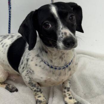Spotted Female -  Dachshund Dog for Adoption in Chariton, Iowa - Spotted Female | PetCurious