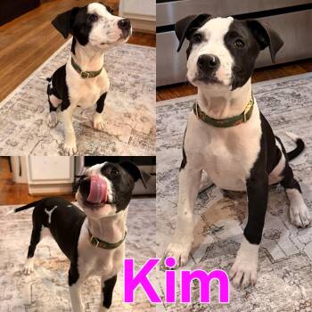 Rescue Australian Cattle Dog Blue Heeler and Pit Bull Terrier Dogs for Adoption in Dallas, Texas - Kim | PetCurious