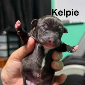 Kelpie -  Mixed Breed Dog for Adoption in Spring Hill, Kansas - Kelpie | PetCurious