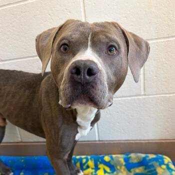 Pit Bull Terrier and Mixed Breed Dogs Available for Adoption in Reno, Nevada - Haites | PetCurious