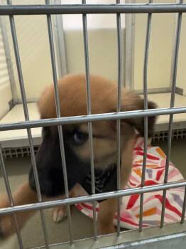 Mixed Breed Dogs Available for Adoption in Columbia, Tennessee - Crystal | PetCurious