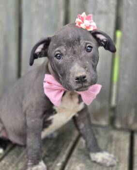 Doodlebug (Dx10) -  Affenpinscher Dog Available for Adoption in Hartsville, South Carolina - Doodlebug (Dx10) | PetCurious