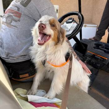Australian Shepherd Dogs Available for Adoption - Ryan | PetCurious