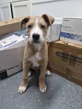 Squiggy -  Shepherd Dog for Adoption in Morristown, Tennessee - Squiggy | PetCurious