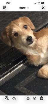 BRIAN -  Terrier Dog for Adoption in El Cajon, California - BRIAN | PetCurious
