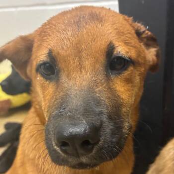 Sassy -  Terrier and Mixed Breed Dog for Adoption in Corpus Christi, Texas - Sassy | PetCurious