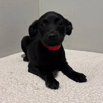 Labrador Retriever and Mixed Breed Dogs Available for Adoption - Cassie | PetCurious