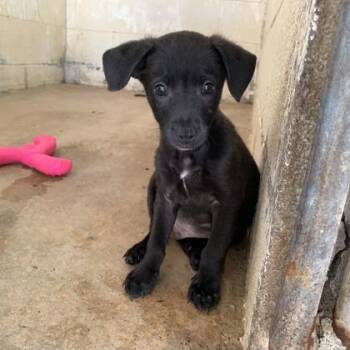 Archer -  Smooth Fox Terrier and Mixed Breed Dog for Adoption in Morton Grove, Illinois - Archer | PetCurious