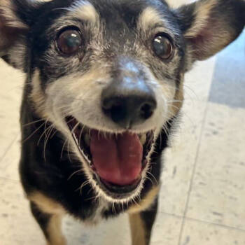 Rescue Chihuahua Dogs for Adoption in Pacific Grove, California - Aragorn | PetCurious