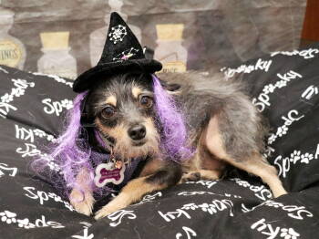 Rescue Terrier Dogs for Adoption in Apple Valley, California - Frida | PetCurious