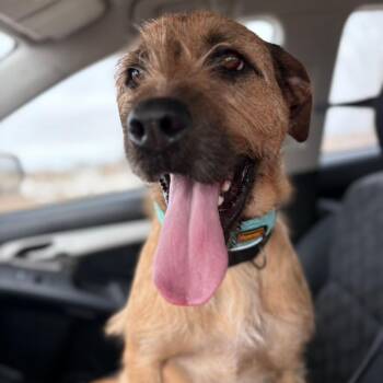 Border Terrier Dogs Available for Adoption in Monticello, Iowa - Joe | PetCurious