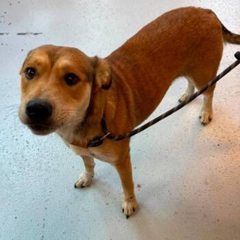 Thing 2 -  Mixed Breed Dog for Adoption in Huntington, West Virginia - Thing 2 | PetCurious