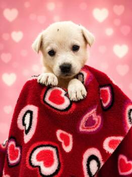 Puddles -  Labrador Retriever Dog for Adoption in Chattanooga, Tennessee - Puddles | PetCurious