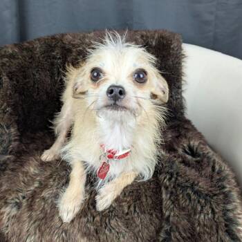 Yorkshire Terrier and Chihuahua Dogs Available for Adoption in Round Rock, Texas - Mutt | PetCurious