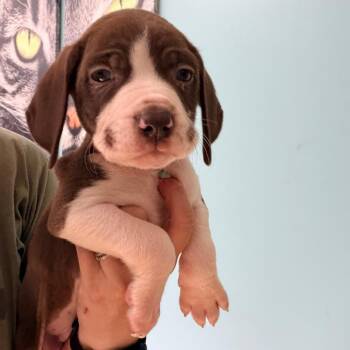 Beagle and Mixed Breed Dogs Available for Adoption - Matt | PetCurious