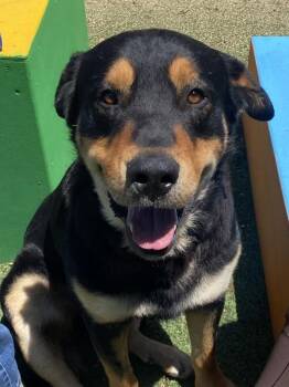 Rottweiler Dogs Available for Adoption in Salinas, California - Zeus | PetCurious