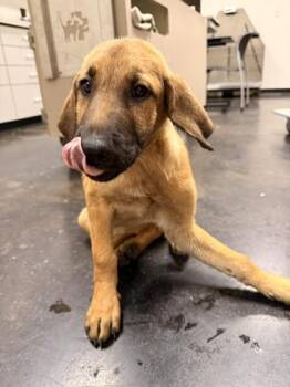 Sienna -  Mixed Breed Dog for Adoption in Memphis, Tennessee - Sienna | PetCurious