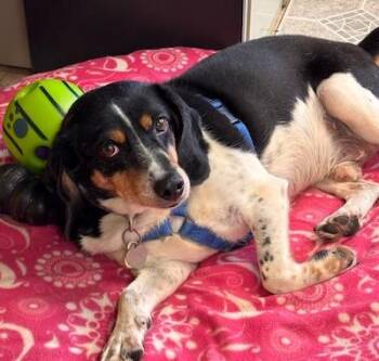 Remington -  Hound and Beagle Dog for Adoption in Palmyra, Virginia - Remington | PetCurious