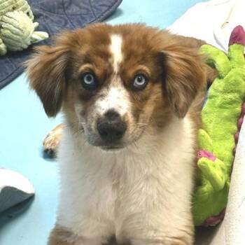 Cobalt -  Mixed Breed and Australian Shepherd Dog for Adoption in Poplar Bluff, Missouri - Cobalt | PetCurious