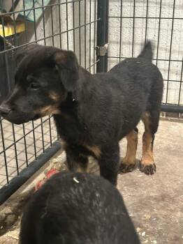 Rescue Labrador Retriever and Rottweiler Dogs for Adoption in Pleasant Hill, California - Shortbread | PetCurious