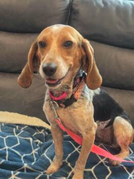 HARLEY -  Beagle Dog for Adoption in Holbrook, New York - HARLEY | PetCurious
