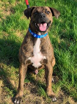 Odie -  Terrier Dog for Adoption in Sheridan, Texas - Odie | PetCurious