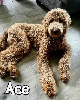 Ace -  Labrador Retriever and Australian Shepherd Dog for Adoption - Ace | PetCurious