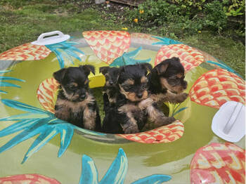 Registered Yorkshire Puppies For Re-Homing -  Yorkshire Terrier Dog for Adoption in Atlanta, Georgia - Registered Yorkshire Puppies For Re-Homing | PetCurious