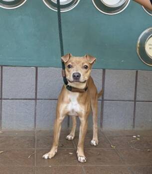 Starla -  Terrier and Mixed Breed Dog for Adoption in Honolulu, Hawaii - Starla | PetCurious