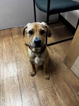 Hound Dogs Available for Adoption in Mineral Point, Wisconsin - Amelia | PetCurious