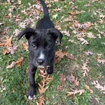 Rescue Labrador Retriever Dogs for Adoption in Franklin, Wisconsin - Opalite | PetCurious